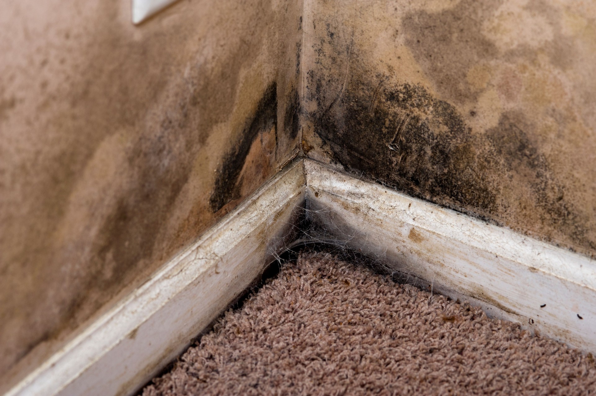 Home interior Black Mold on basement wall